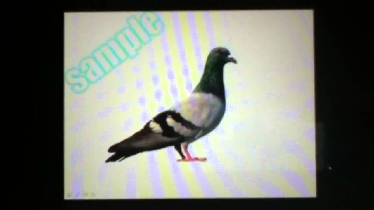 camera iphone 8 plus apk Bird names