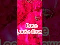 Rose loose flower #nature #flowerarrangement #garden