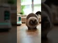 The 15-Day Standby Pet Robot! 🔋 Snack Dispenser &amp; 360° Moving Laser Toy! | #ad