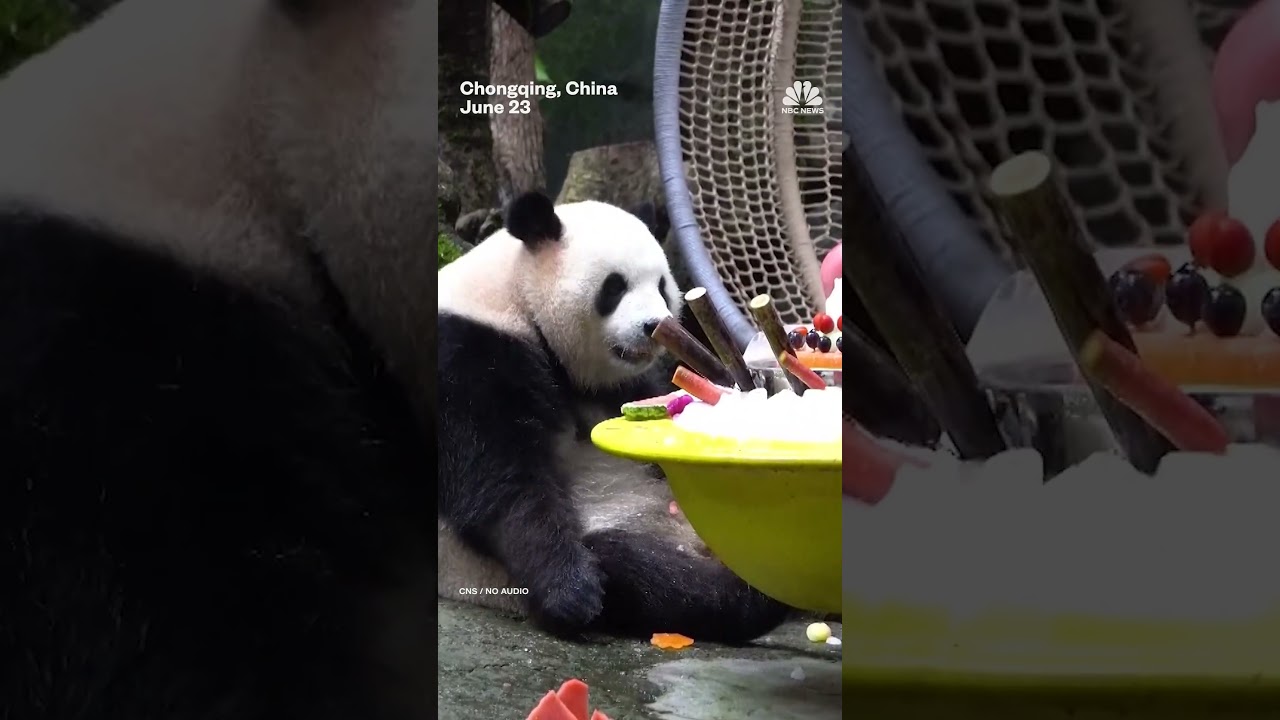 Giant pandas eat special cake to celebrate 7th birthday