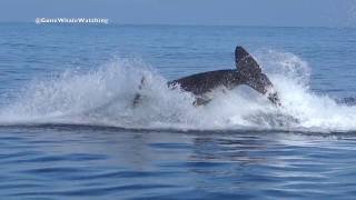 Killer Whales Attacking and Killing a Dolphin Near Catalina Island, California