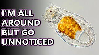 Rotifer facts: little known wheel animals | Animal Fact Files