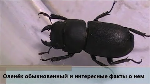 Оленек обыкновенный и интересные факты о нем