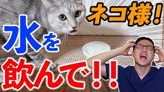 【がぶ飲み！？】猫に水をもっと飲んで貰う方法を獣医が紹介！！