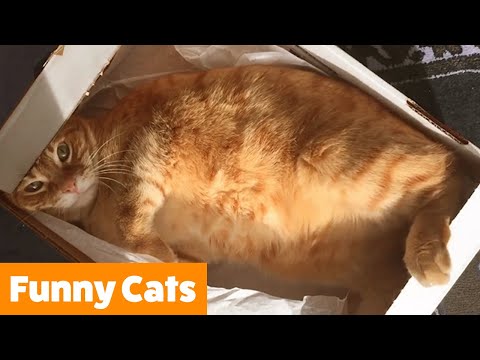 Funniest Cute Cats | Funny Pet Videos