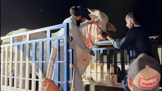 Alhamdulillah Sibbi Ko Farm Py Unload Krdya  | AR Maani