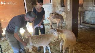 Oveja rescatada moribunda, da sus primeros pasos