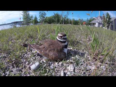 Video: A Killdeer Bird, Her Nest Og En Musikkfestival