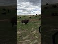 Bison calf getting a little too close - Wind Cave National Park - June 2019