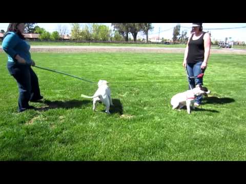 Cesar Millan - How To Introduce a New Dog to the Family ...