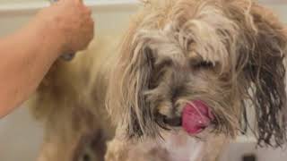 Tibetan Terrier Groom  Pawgo Mobile Pet Grooming