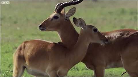 Most Unusual Mating Rituals | Top 5 | BBC Earth