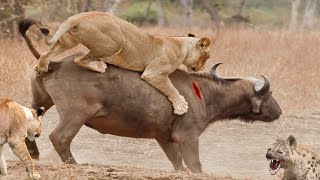 Хищники в деле, буйвол испытывает терпение львов. Самые эпичные битвы диких животных за 
