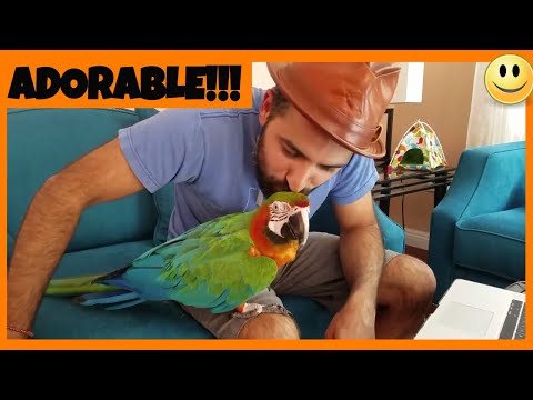 My Macaw Rocky Dancing To Game Of Thrones Whistle | PARROT VIDEO OF THE DAY My Macaw Rocky Dancing To Game Of Thrones Whistle | PARROT VIDEO OF THE DAY