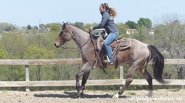 J Orphanita Taw - jog, lope-offs, big stops, sidepasses, spins! - ValleyViewRanch.net