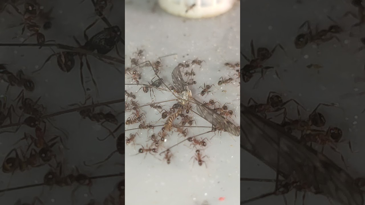 Ants Vs crane fly 