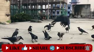 Crow Bird Crowing Sound | Crow Ki Awaz Naturally | Crow sounds loud | Crow Sounds & Video