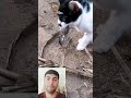 A generous cat catching mice 🤯
