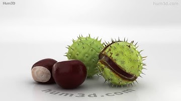 Chestnut 3D model by 3DModels.org