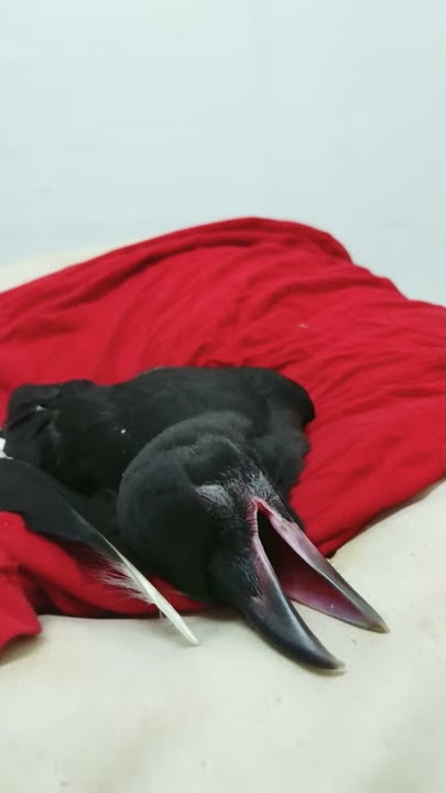 My Crows Sleeping Like Human