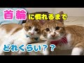 猫たちが首輪を慣れるまでこれくらいかかる！？