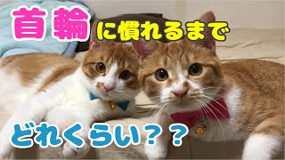 猫たちが首輪を慣れるまでこれくらいかかる！？