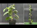 Faire pousser du kiwi en pot  growing kiwi plants in containers