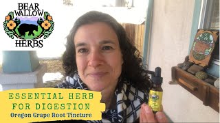 Oregon Grape Tincture: Amazing digestive first aid herb Oregon Grape Root For Herbal First Aid