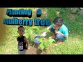 Planting a Mulberry Tree