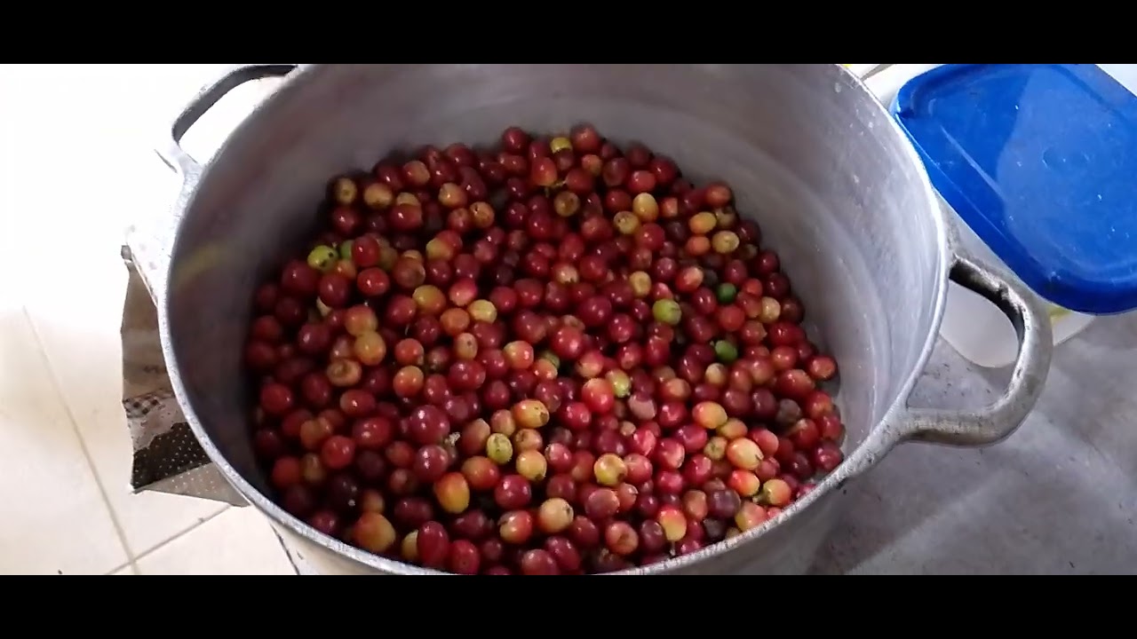 Secando Cafe Secando café no fogão a lenha - YouTube