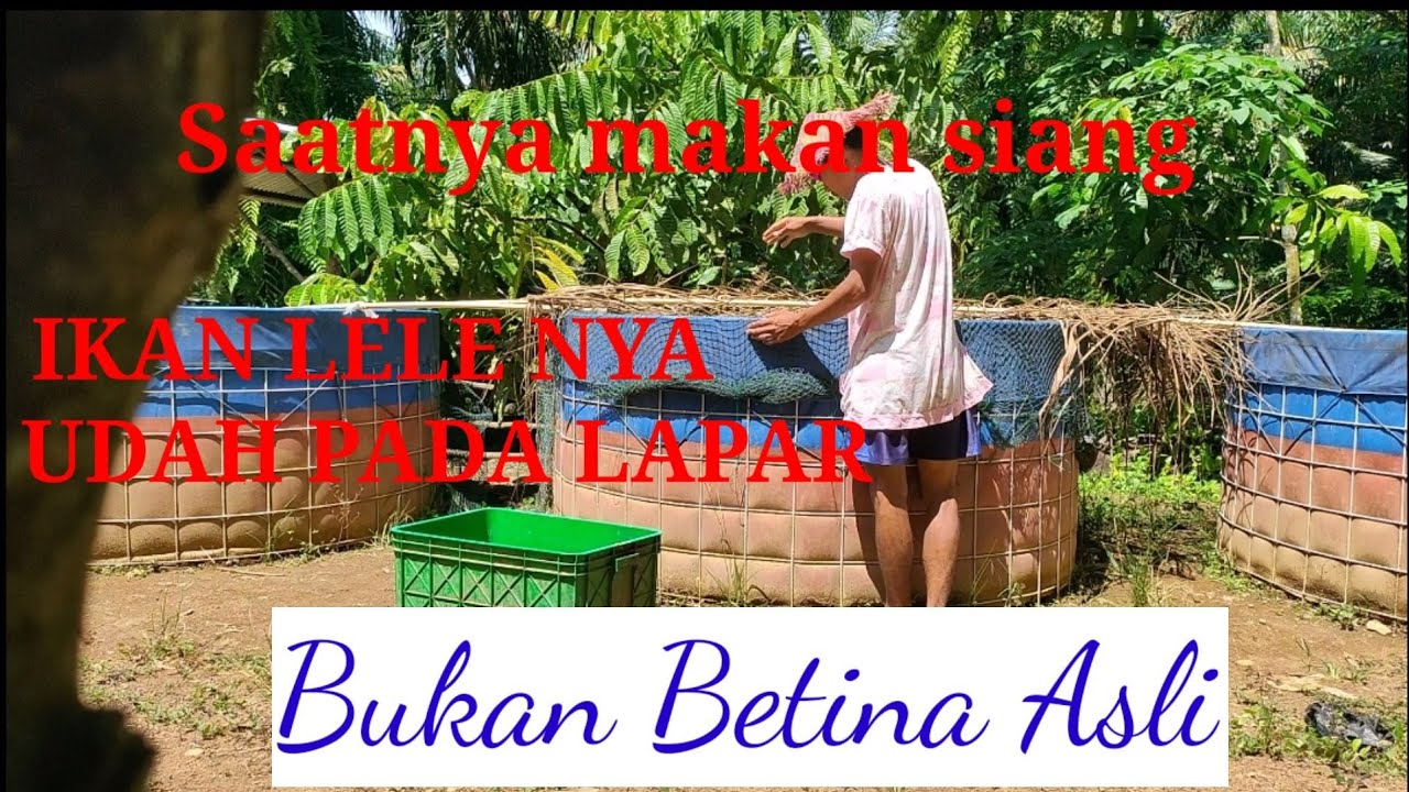 Saat nya ngasih makan ikan lele||kolam terpal
