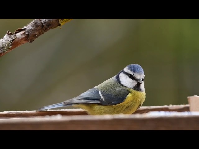 Yellow belly birds class=