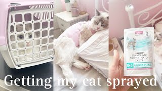 Getting my kitten spayed | Pre &amp; Post care 🌸