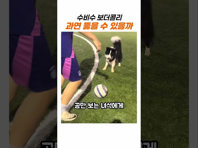 "어디 막아봐.." 보더콜리에게 드리블을 시도한 결과