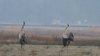 Kraanvogel - Cranes - defend territory