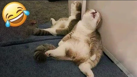 Video 1891461: funnycats cute animals, funny cat