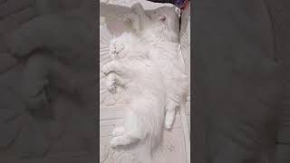 persian cat pair 9131411960