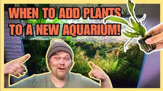 WHEN Should You Add Plants To A New Fish Tank? + Cycling Your Planted Aquarium: Tips & Tricks.