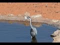 Heron swallows small bird