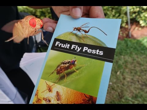 Video: Woher kommen Fruchtfliegen?