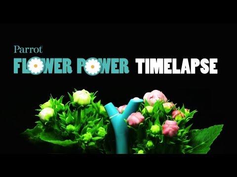 Parrot Flower Power - Timelapse