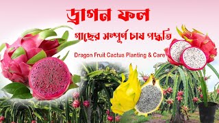 ড্রাগন ফল গাছের সম্পূর্ণ চাষ পদ্ধতি Dragon Fruit Cactus Planting & Care ড্রাগন ফল খেলে কি হয়