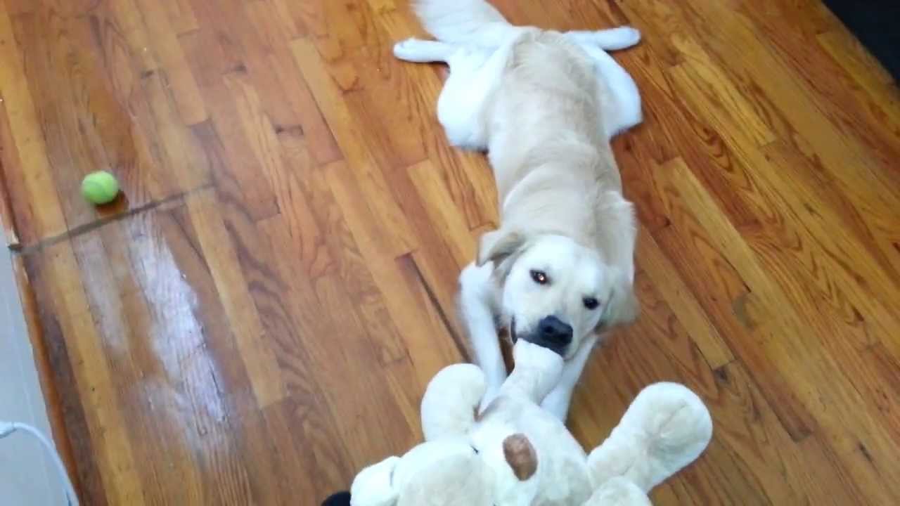 English Cream Golden Retriever Puppy Tossing Around His New Teddy Bear