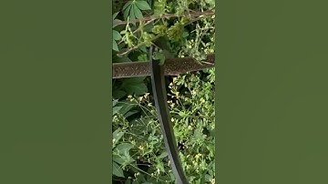 Con dao quắm phát rẫy bằng thép trục tàu thủy chặt cây như chặt chuối vậy thật hiếm gặp