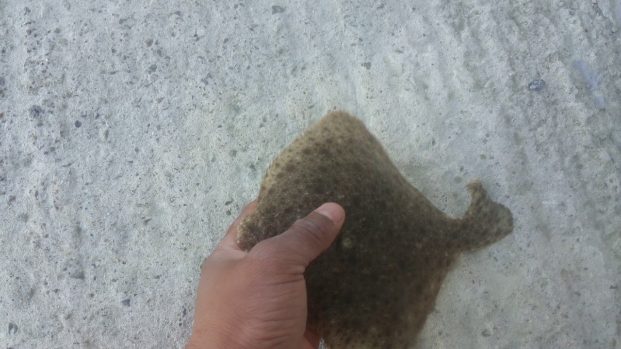 Quick catch the turbot fish YouTube