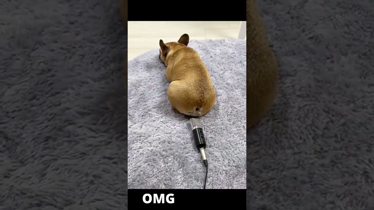 funny video funny animals omg animals