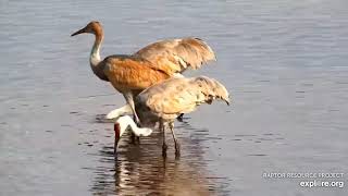 Mississippi River Flyway Cam. Crane family - explore.org 10-20-2021