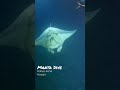 Night Time Manta Ray Dive in Kailua-Kona, Hawaii with Big Island Divers