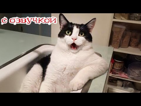 Приколы с котами! С ОЗВУЧКОЙ! Смешные коты! Самые смешные животные! Смешные видео про котов!