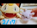 2/17 ライブ配信テスト マイク確認